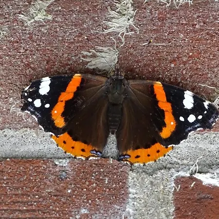 Beekse Brink 3* Zeddam