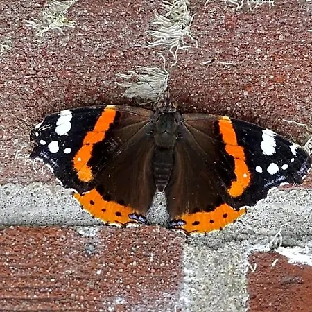 Beekse Brink
