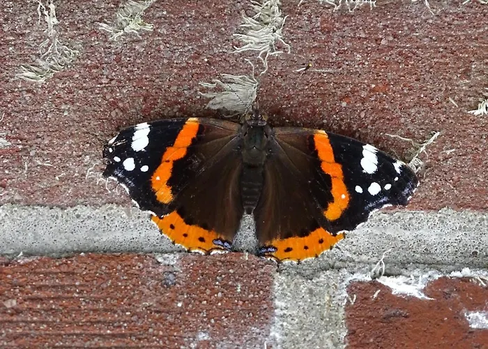 Beekse Brink 3* Zeddam